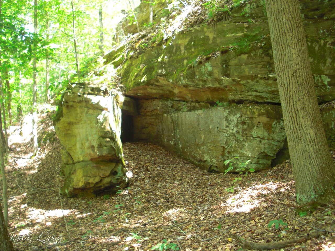 Bell Smith Springs (1)