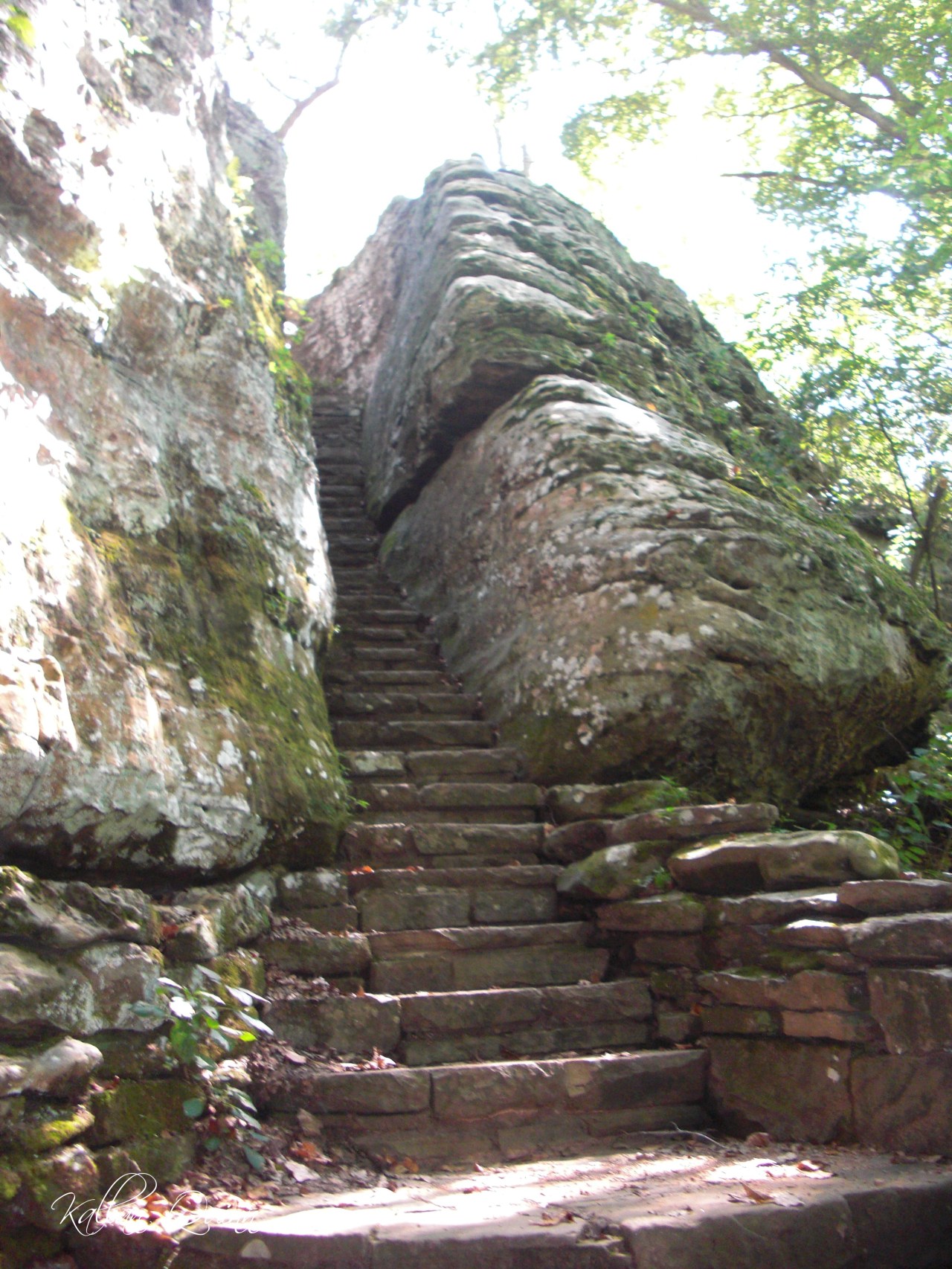 Bell Smith Springs (5)