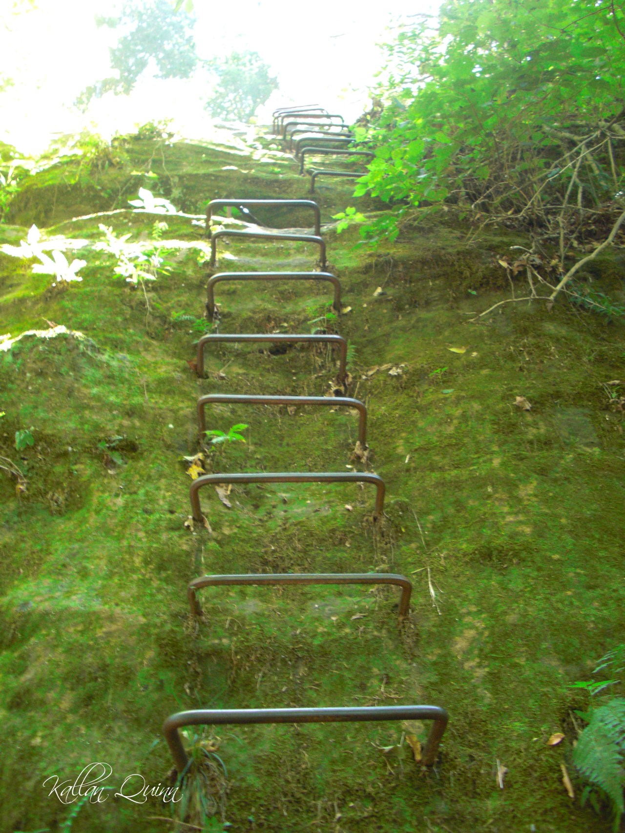 Bell Smith Springs (6)