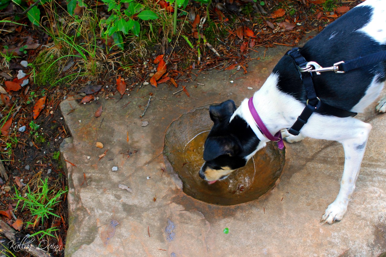 Natural Doggie Bowl