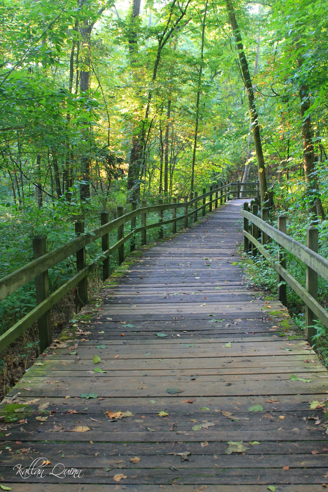 Rock Bridge Boardwalk