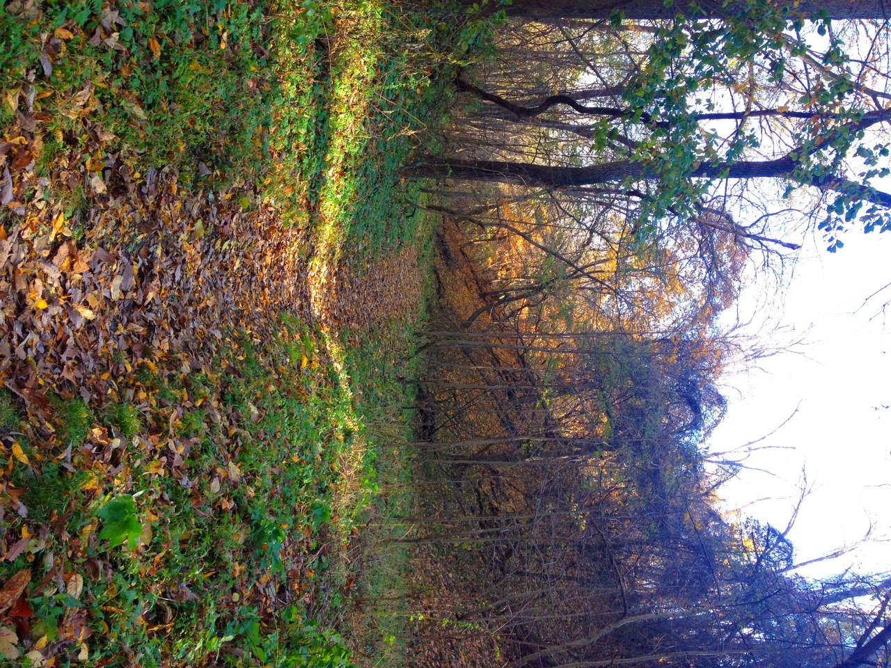 Photo Nov 08, 2 46 33 PM