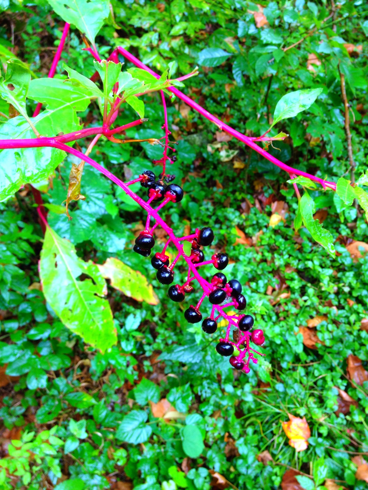 Mastodon State Historic Site (1)