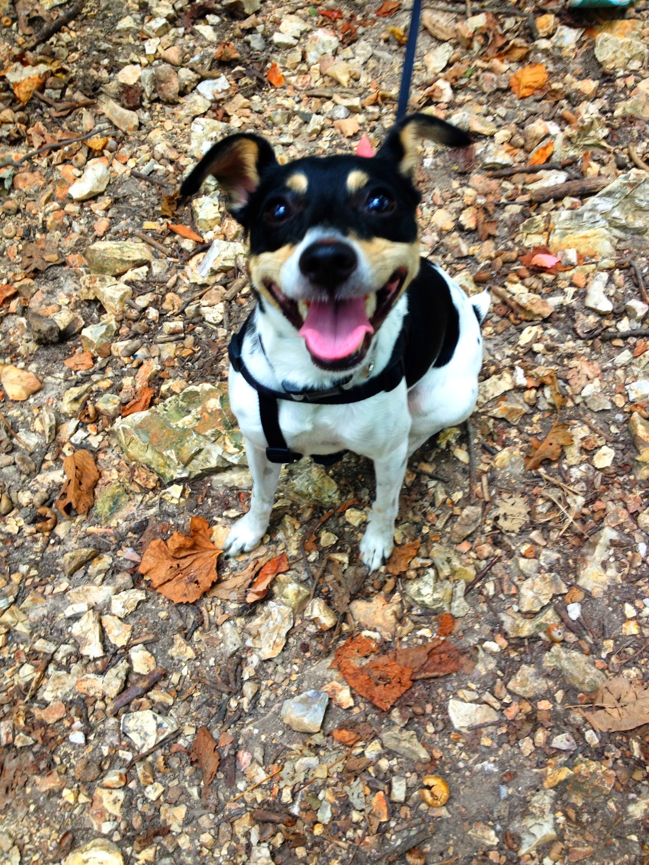 Mastodon State Historic Site (10)