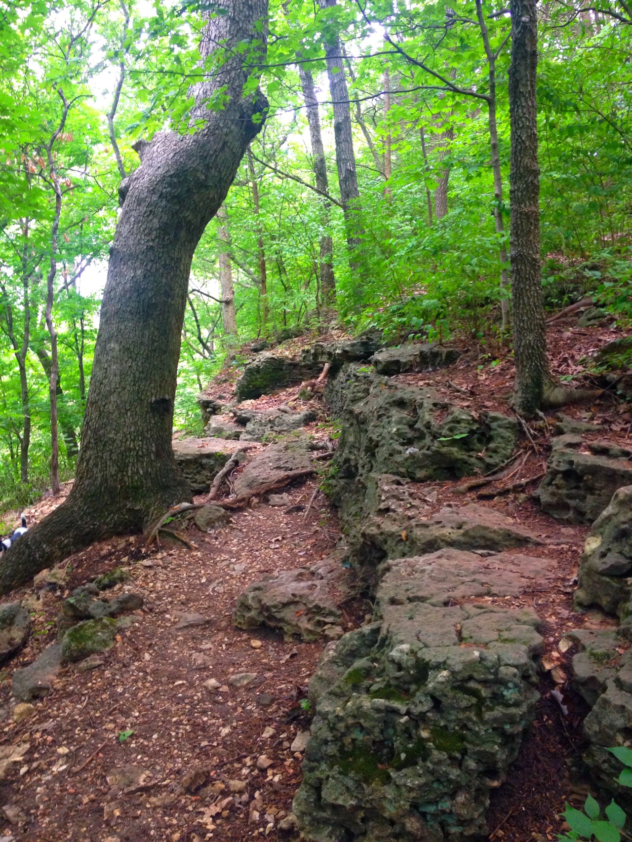 Mastodon State Historic Site (11)