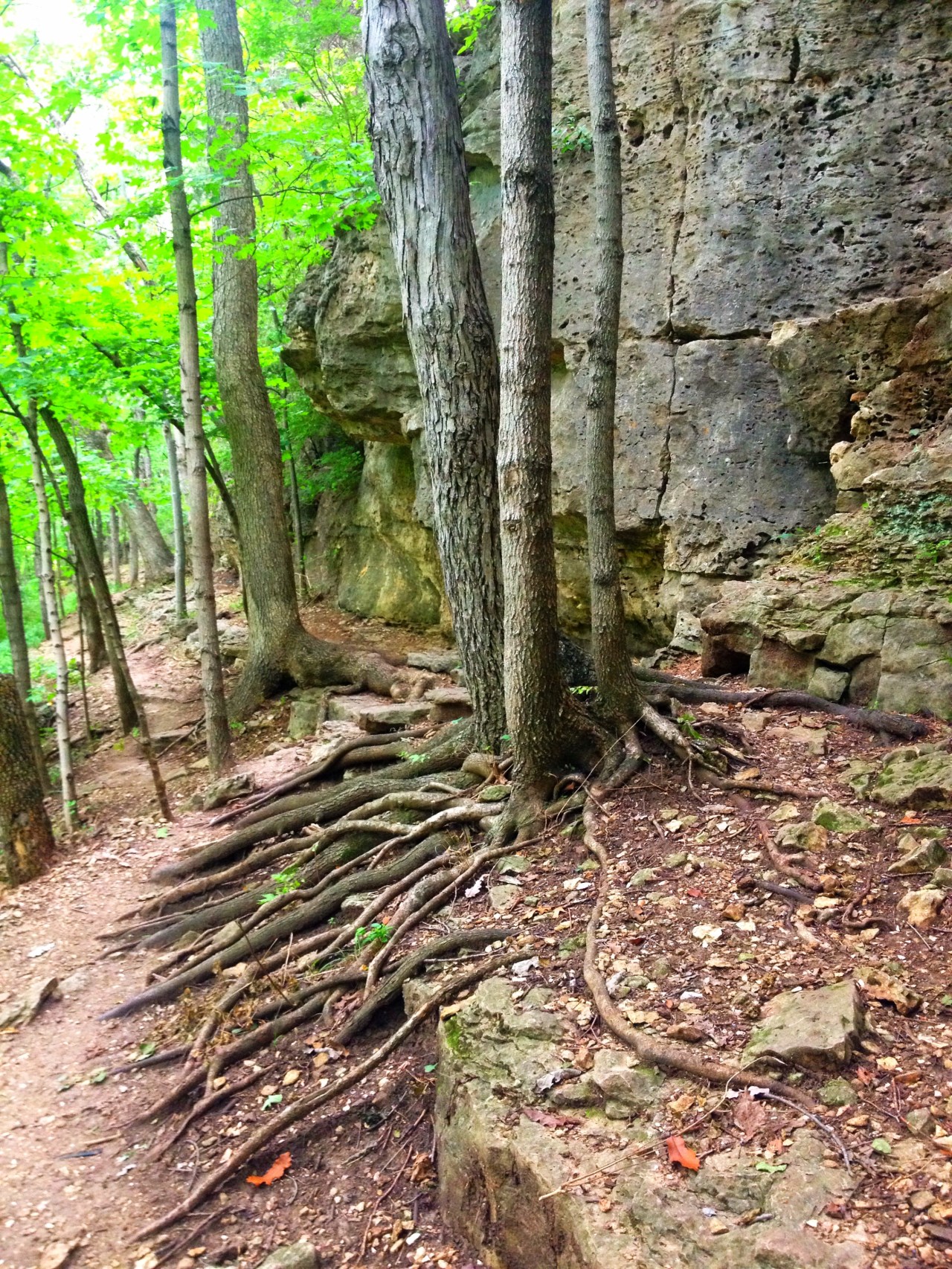 Mastodon State Historic Site –&nbsp;Missouri