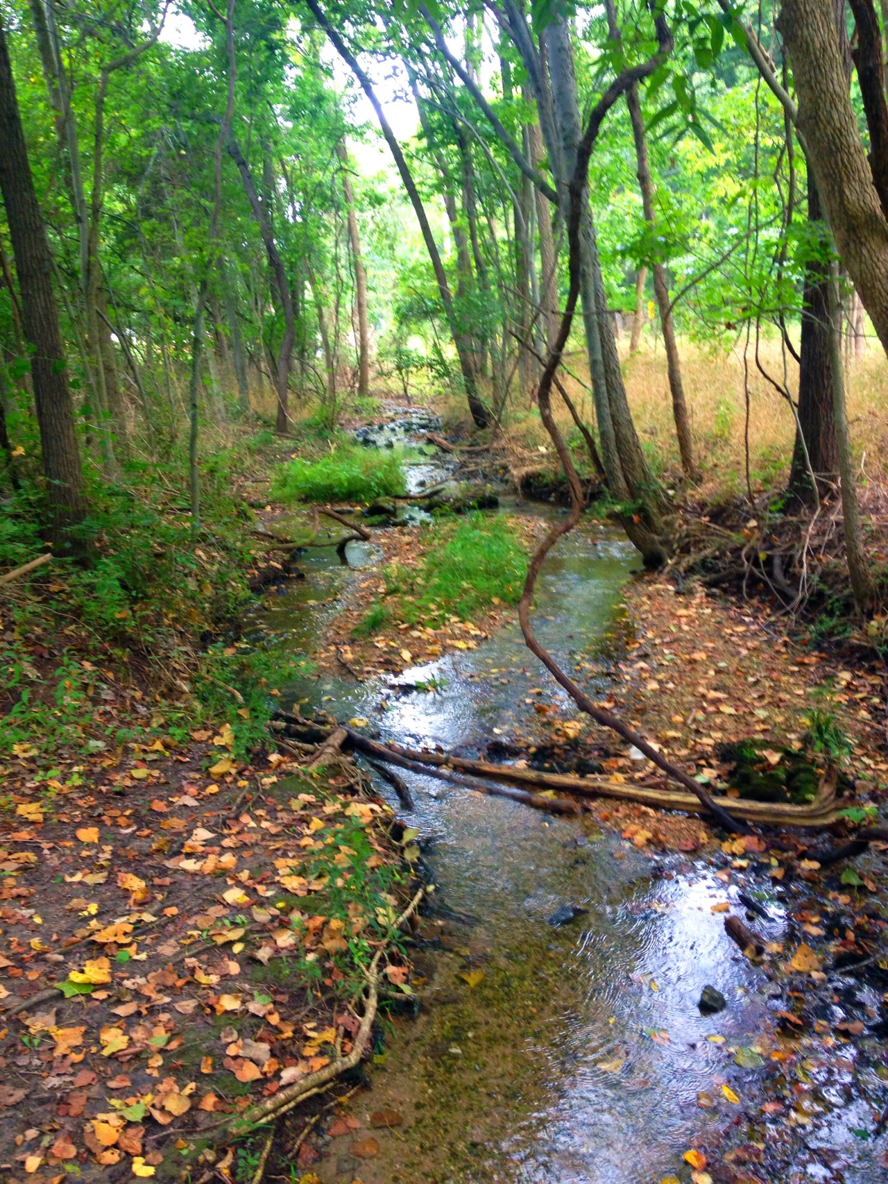 Mastodon State Historic Site (16)