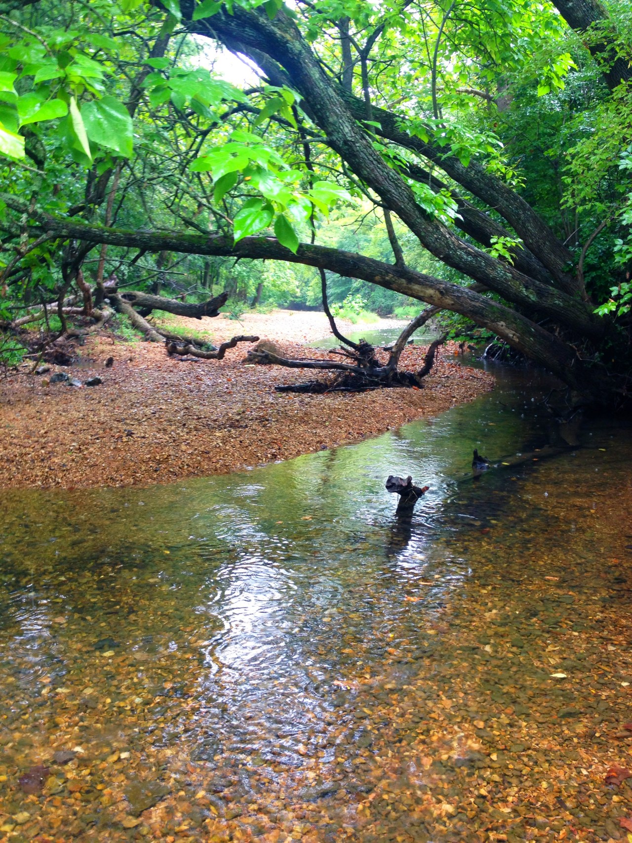 Mastodon State Historic Site (18)