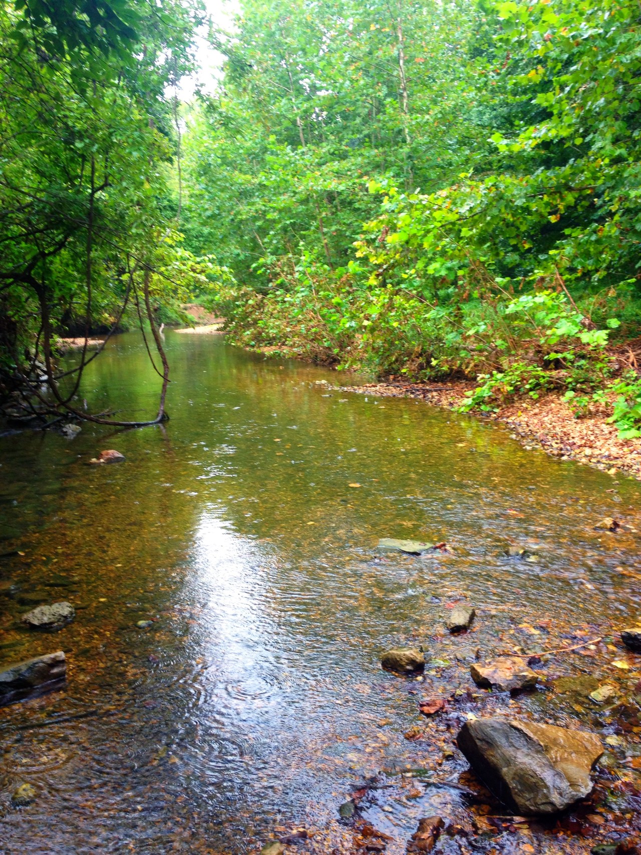 Mastodon State Historic Site (19)