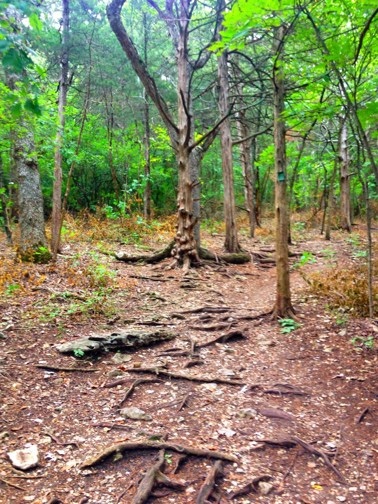 Mastodon State Historic Site (8)