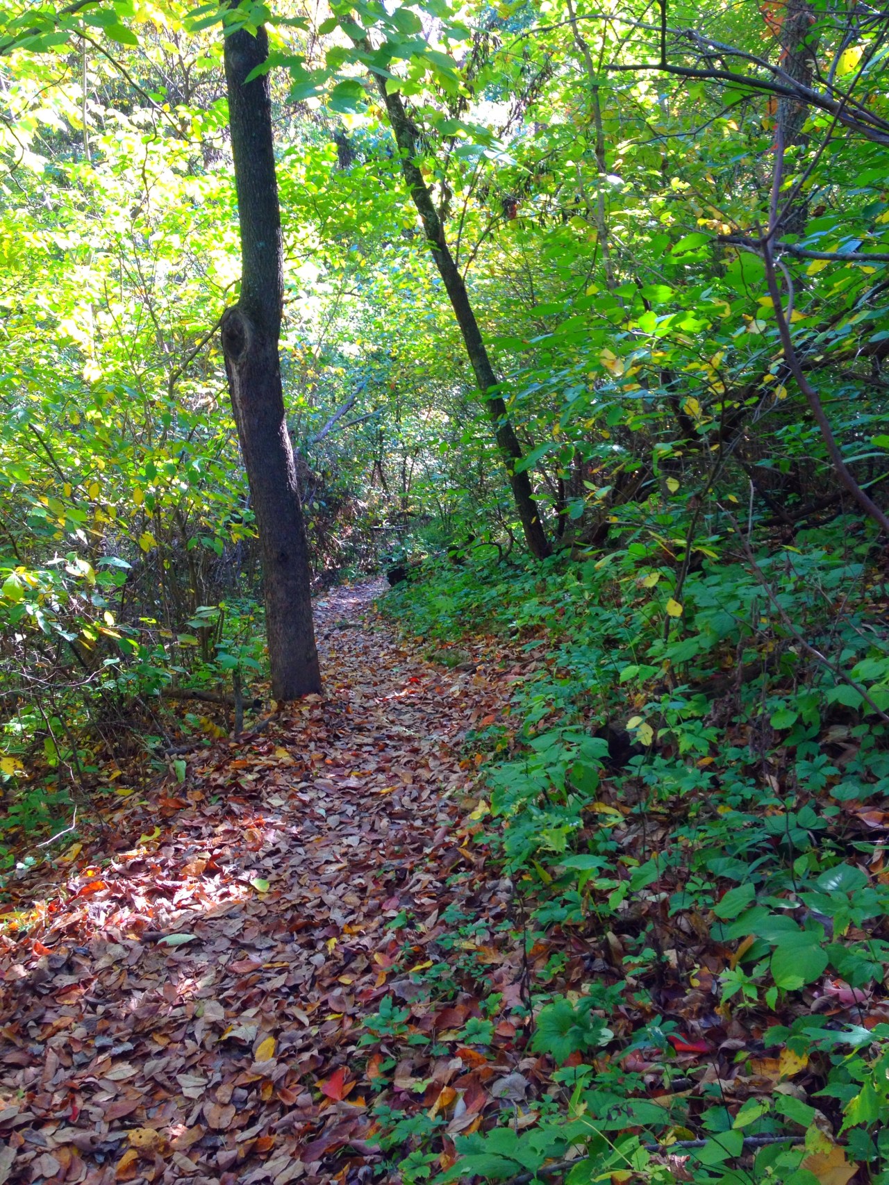 Babler State Park (5)