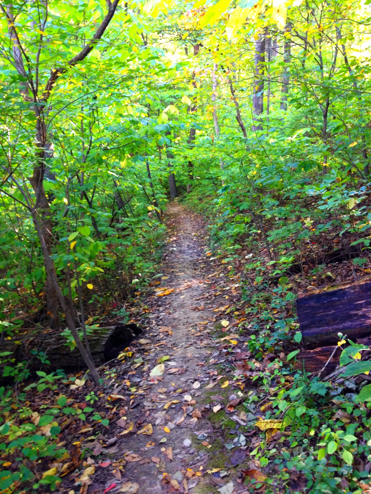 Babler State Park (6)