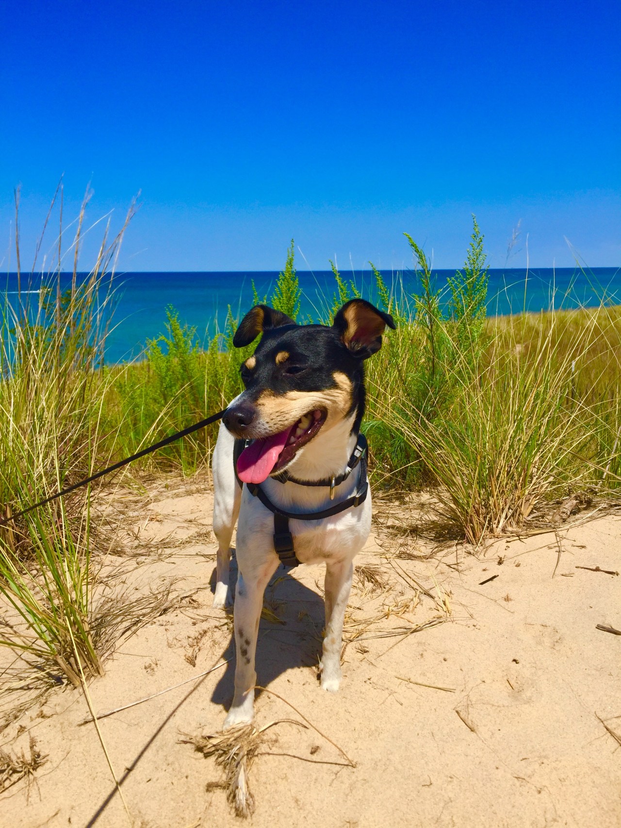 Indiana Dunes (6)