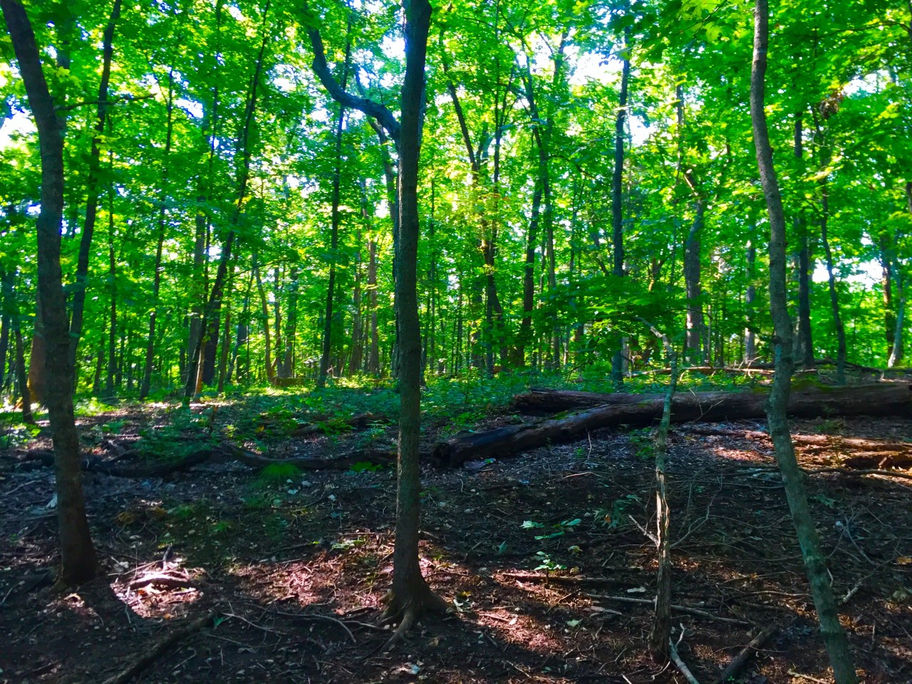 Photo Aug 15, 9 27 42 AM