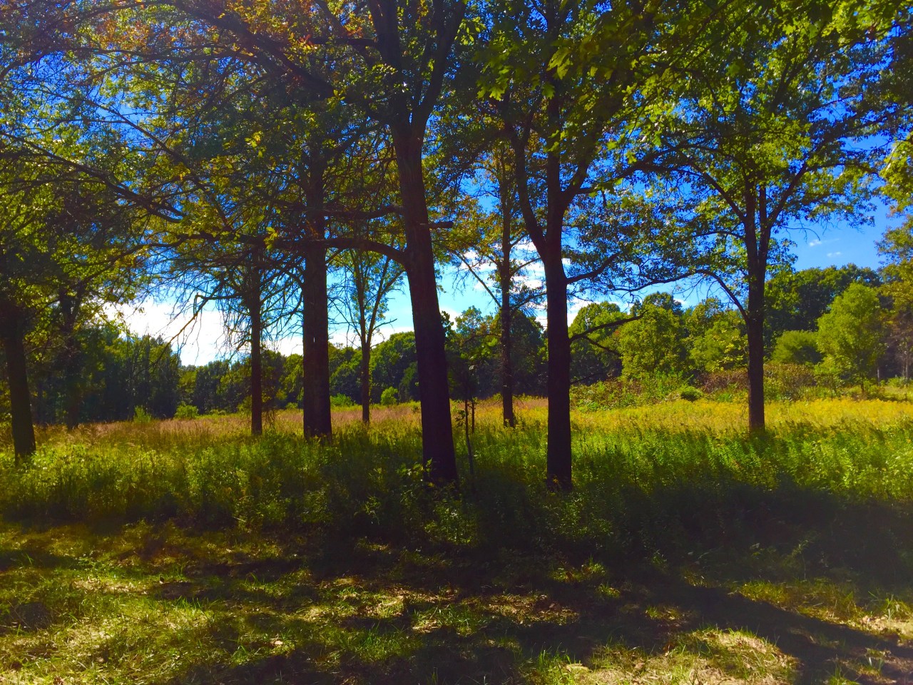 Hidden Springs State Forest –&nbsp;Illinois