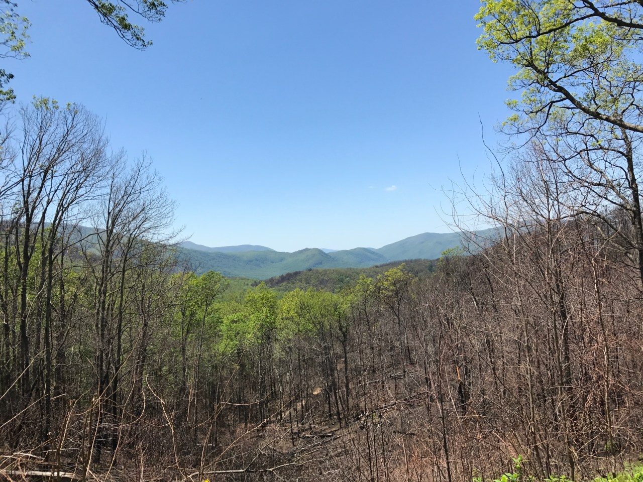 Smokies (14)