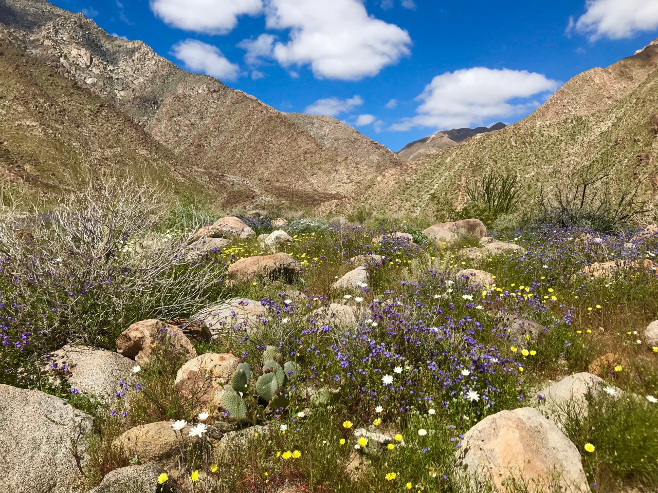 Anza-Borrego Desert State Park –&nbsp;California