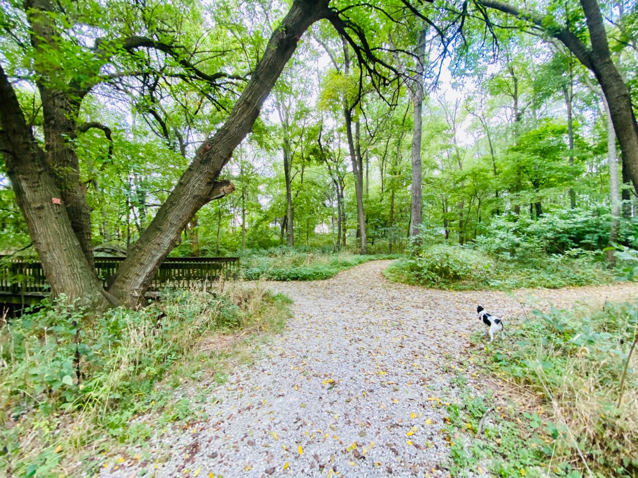 Northland Nature Preserve –&nbsp;Illinois