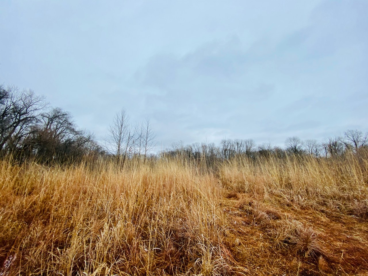 Bohm Woods Nature Preserve –&nbsp;Illinois