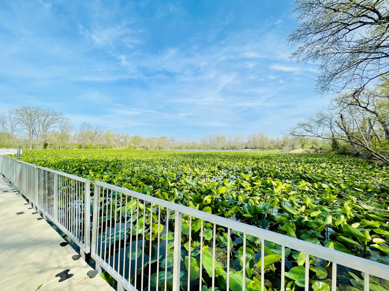 Arlington Wetlands –&nbsp;Illinois