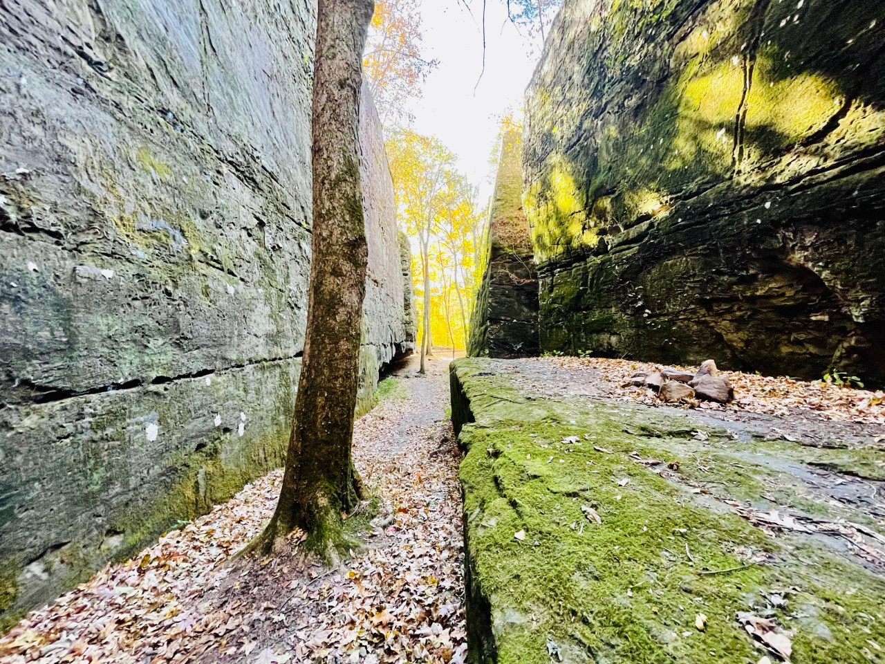 Panther Den Wilderness –&nbsp;Illinois